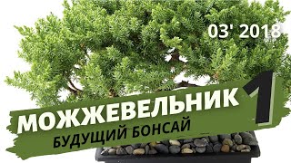 Бонсай из можжевельника. Часть 1, начало