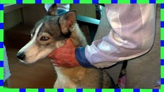 ЖЕСТОКОЕ НАКАЗАНИЕ СОБАКИ
