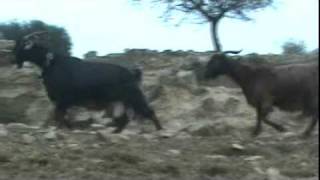 Κατσίκια Δαμασκού