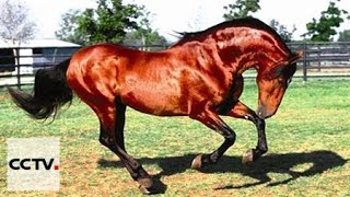 Вопросы и ответы: Какие породы лошадей существуют в Китае?