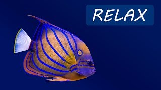 Relaxing Music and Underwater Scenes ? 24/7 Calming Music