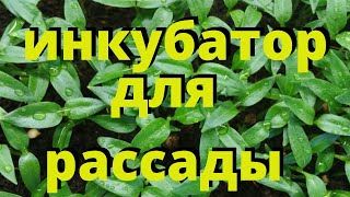 СДЕЛАЙТЕ ЭТО И СЕМЕНА ВЗОРВУТСЯ   НА 2 ДЕНЬ