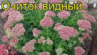 Очиток видный. Краткий обзор, описание характеристик, где купить саженцы sedum spectabile