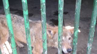 немецкая овчарка и волк