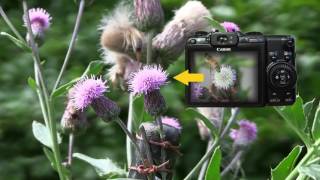 Automatic Camera Monitoring: A Window into the Daily Life of Pollinators