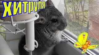 Хитрая шиншилла /Елена и Зверята