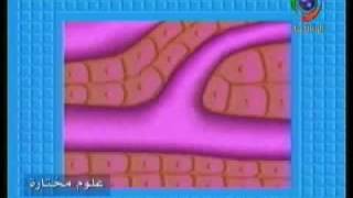 الفيلم الوثائقي العلمي القلب والدورة الدموية ‎