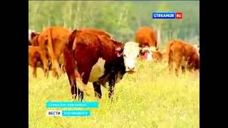 Электропастух в действии