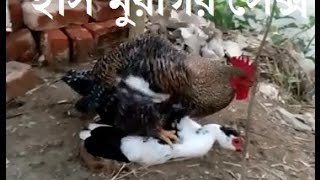 হাঁস পালন । হাঁস ও মুরগির সেক্স