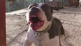 HABERLERE ÇIKAN SALDIRGAN KÖPEK KİM YAKLAŞABİLİCEK