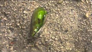 Coquillage vivant