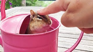 다람쥐 쳐키와 하는 두더지 잡기 게임 Whack-A-Mole Game With Chipmunk Chucky