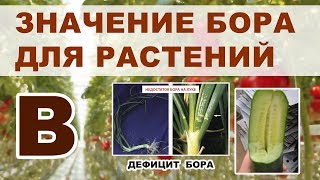 Микроэлемент БОР для растений