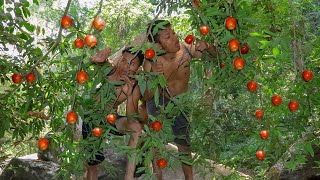 Find apple in jungle to survival on the mountain - adventure in the forest