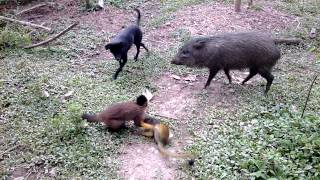 Animales divertido. Cusco Selva - Perú/Dos Loritos