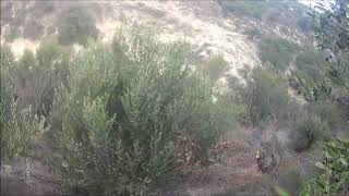 κυνιγι λαγου στη Κρητη!!! 2018