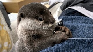 カワウソさくら 猫と遊ぶが変顔をしてしまうカワウソ otter playing with a cat and changing his face