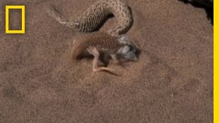 Snake vs. Lizard | National Geographic