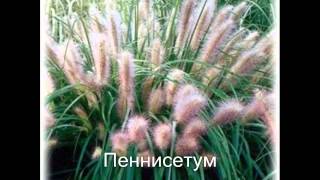 Очарование осенних трав