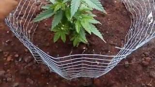 Jack Herer Outdoor Удобрение в ауте.