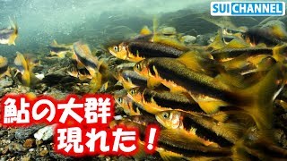 遂に鮎が産卵場に現れた！感動の瞬間に遭遇！！