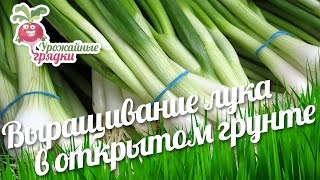 Отзыв о  выращивание лука в открытом грунте.