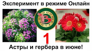Попросим Астры и Герберу цвести в июне! Эксперимент - конкурс в режиме Онлайн.