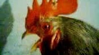 Петух поёт хардкор прикол