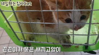 어미 잃은 새끼길고양이 데려왔어요_rescue,kitten,straycat