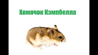 Хомячок Кэмпбелла & Описание Породы Хомячка Кэмпбелла. Ветклиника Био-Вет