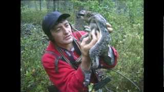 Скопёнок - рыбий проглот / Young osprey