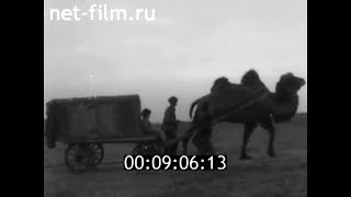 1979г. совхоз Астраханский Наримановский район Астраханская обл