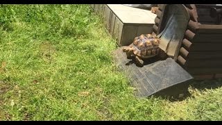 【リクガメ】2017年の屋外生活