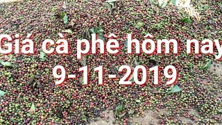 Giá cà phê hôm nay 9/11/2019: GI.Á T.Ă.NG T.I.Ế.P 100đồng/kg|PhoNui TV