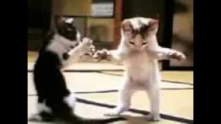 Прикольные танцы кошек!!! dancing cats. Коты танцуют
