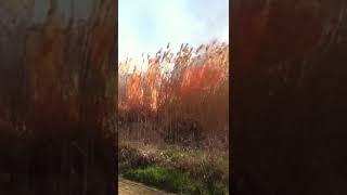 В селе Синявское Ростовская область горят камыши около частных домов