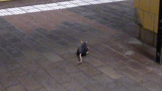 NYC SUBWAY RAT SCARE PRANK