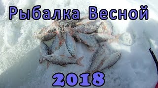Хороший клёв плотвы на безмотылку. Рыбалка на льду Весной 2018