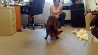 Another game with irish setter Lady Vanessa of Mahagon Line