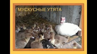 Мускусные утята, наши первенцы