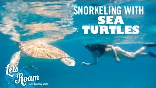 St. Thomas |  Snorkeling with Sea Turtles