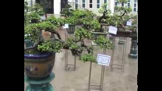 Cây cảnh nghệ thuật HOT nhất năm 2013 @.com