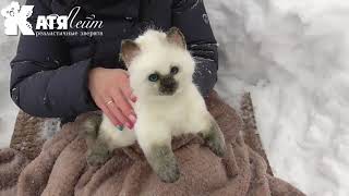 Котенок игрушка
