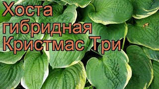 Хоста гибридная Кристмас Три (christmas tree) ? обзор: как сажать, рассада хосты Кристмас Три