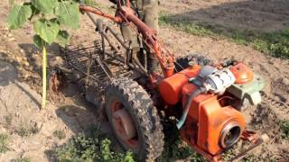 Транспортерная копалка для мотоблока МТЗ-06 Беларус !!! Harvesting potatoes!!!