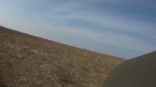 Английский сеттер Багира-Астра. Крым март 2015. Работа по парной куропатке