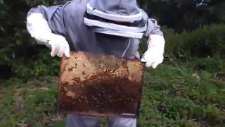 Установка магазинной надстройки на улей Дадана