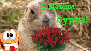 С ДНЁМ СУРКА! 2 ФЕВРАЛЯ. ?Супер весёлое поздравление с днём сурка! ?Happy Groundhog Day!