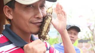 RAHASIA AGAR TAK DISENGAT LEBAH
