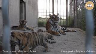 Суровая тигрица "Бровки-Лилии" с тигрятами. Тайган. Tigress "Brovki-Lilies" with cubs. Taigan